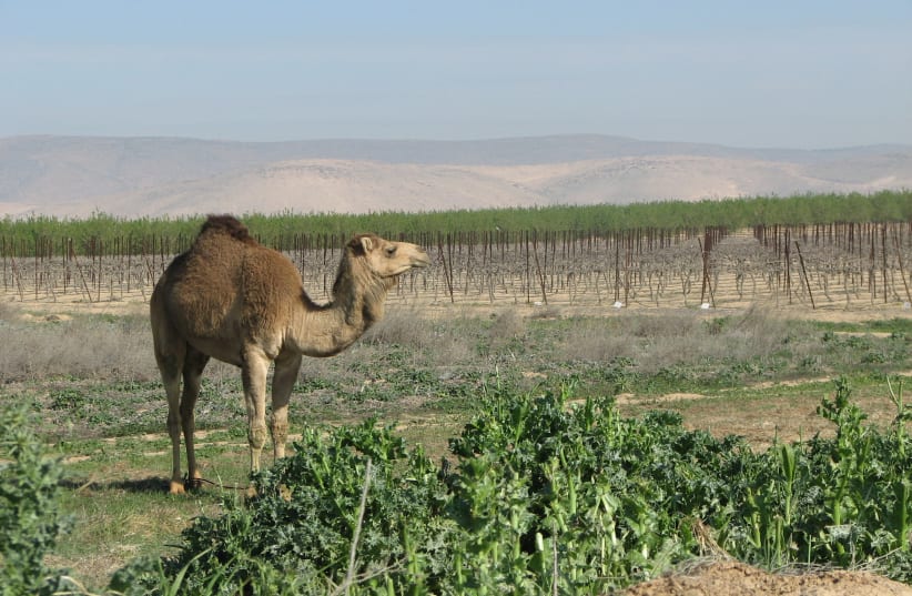 THE NEGEV is a very good region for white wines; our camel friend is enjoying this Ramat Arad vineyard in the northeastern Negev. (photo credit: YATIR WINERY)