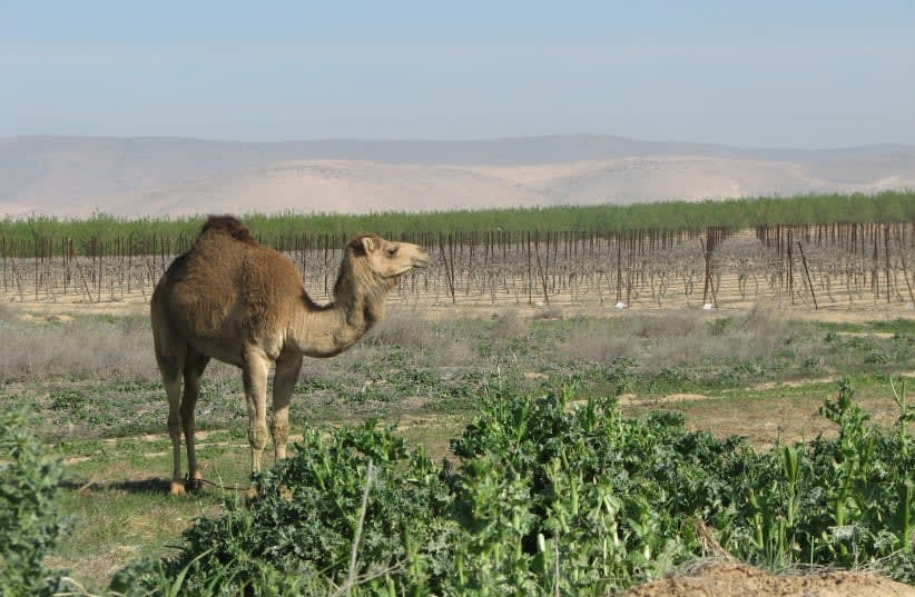  EL NEGUEV es una región muy buena para los vinos blancos; nuestro amigo el camello disfruta de este viñedo de Ramat Arad, en el noreste del Negev. (photo credit: YATIR WINERY)
