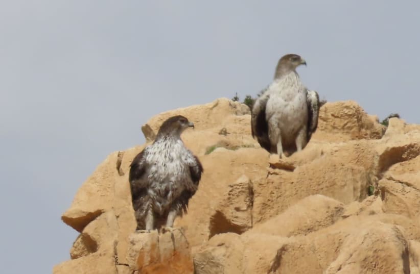  Two eagles pass off responsibilities for incubating their chicks. (photo credit: ISRAEL NATURE AND PARKS AUTHORITY)