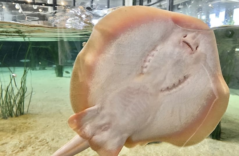 A round stingray is seen at an aquarium in this illustrative image. (photo credit: Wikimedia Commons)