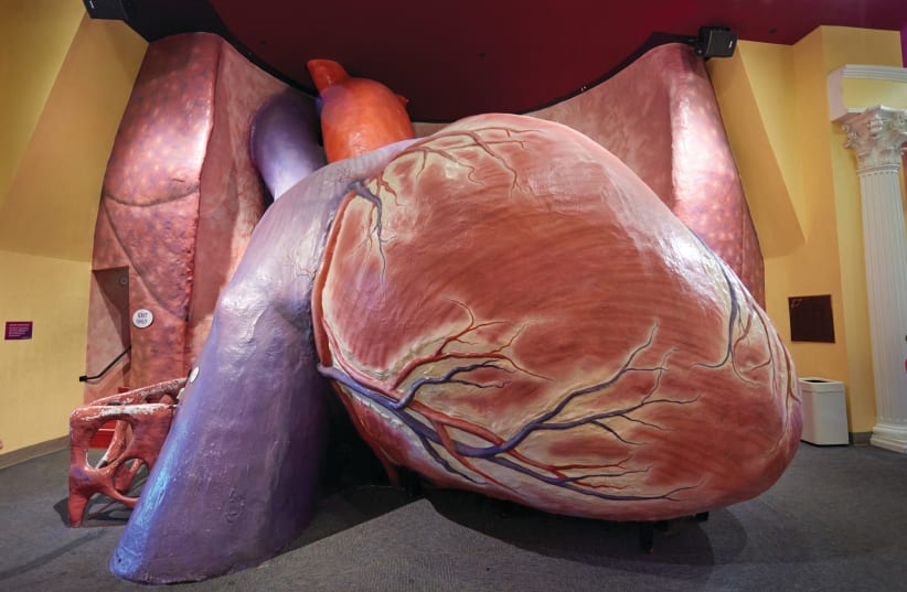  GIANT HEART model at the Franklin Institute in Philadelphia, one of the places Nadav visited with his family.  (photo credit: Wikimedia Commons)