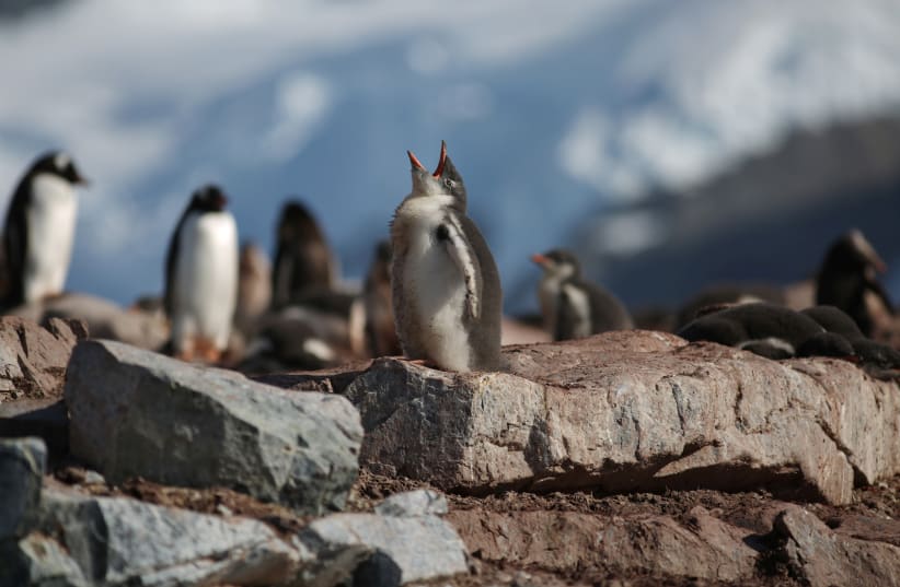  Se ven pingüinos en la isla Curverville, Antártida, 15 de febrero de 2018. (photo credit: ALEXANDRE MENEGHINI/REUTERS)