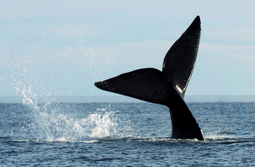  A southern right whale performs a tail slap just off the shore of Puerto Piramides, Argentina, June 26, 2007. (photo credit: REUTERS/Maximiliano Jonas)