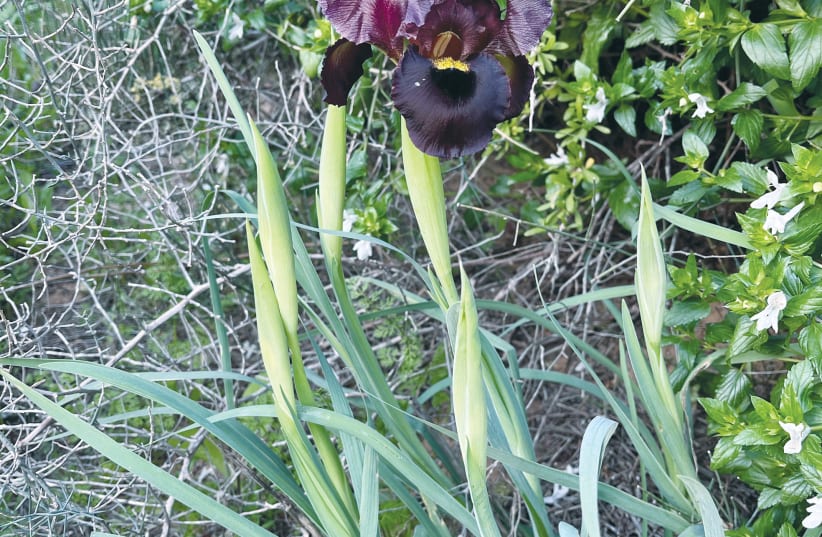  A SINGLE black iris: Rare flowers such as black irises are now out in force and are a sight to behold, the writer exclaims. (photo credit: ANDREA SAMUELS)