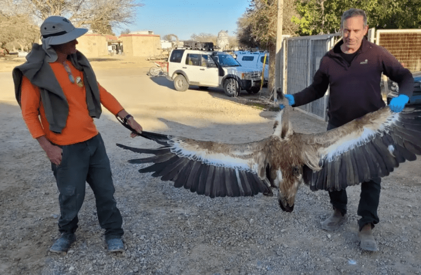 NPA sosteniendo un águila muerta de 18 años (photo credit: NATURE AND PARKS AUTHORITY)