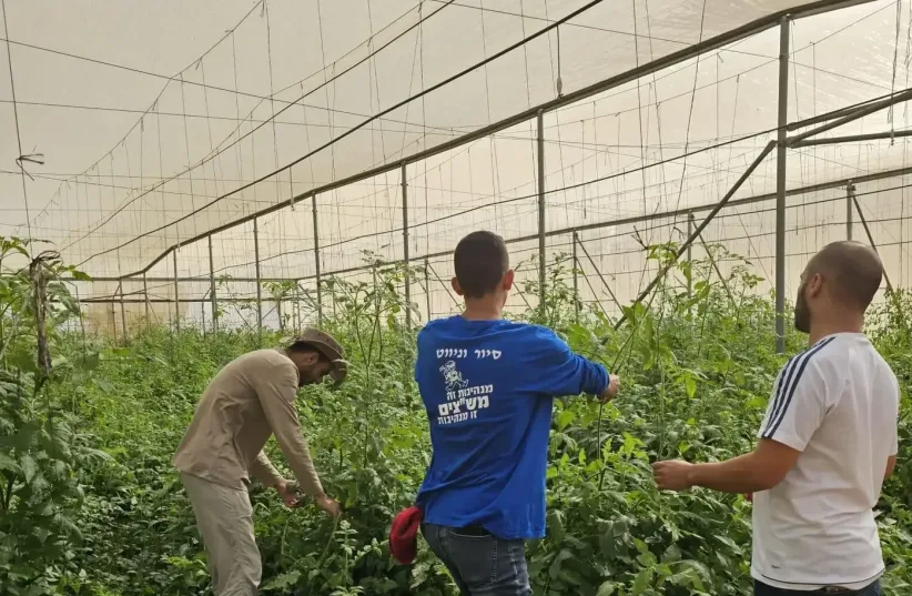  Dozens of Bedouin students volunteer in agriculture in the Gaza Envelope. (photo credit: Courtesy of the students )