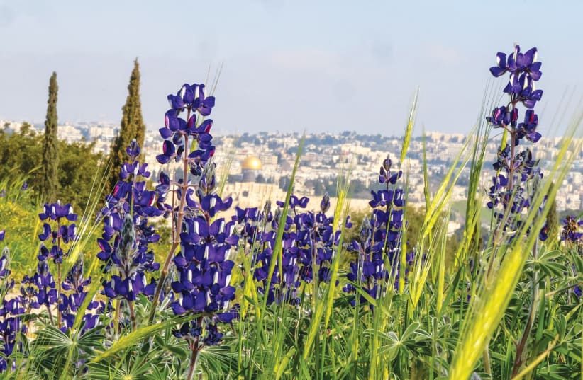  Picturesque Lupine Hill in Jerusalem's Armon Hanatziv neighborhood is adorned with thousands of vibrant purple flowers. (photo credit: MARC ISRAEL SELLEM/THE JERUSALEM POST)