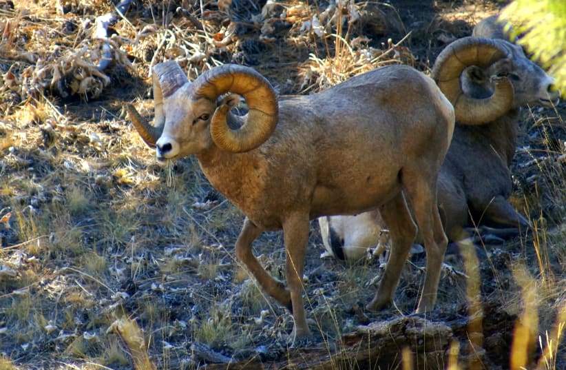  wo male bighorn sheep grazing on Wild Horse Island in Montana. (photo credit: ANEIL LUTCHMAN VIA FLICKR/CC-SA 2.0/HTTPS://CREATIVECOMMONS.ORG/LICENSES/BY-SA/2.0/DEED.EN)