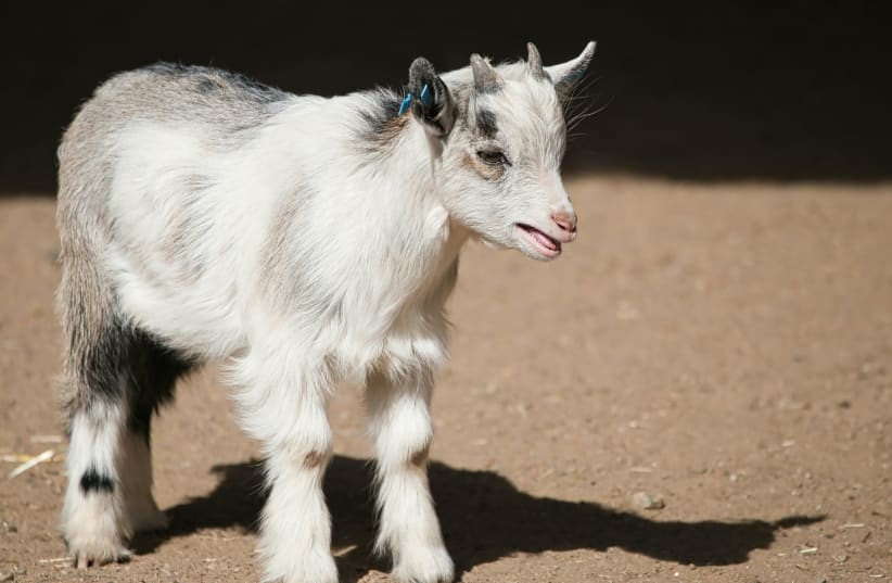  Baby goat (illustrative) (photo credit: PEXELS)