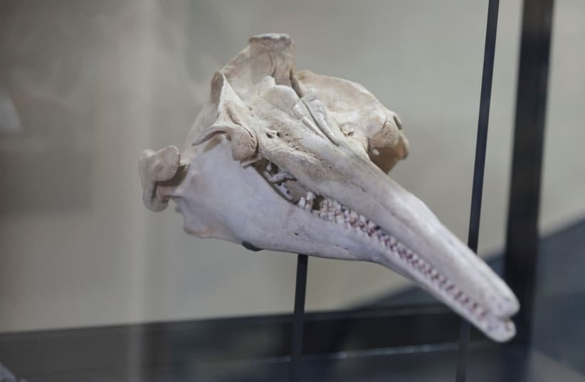  Un fósil del cráneo del delfín más grande de la historia que habitó la Amazonía peruana hace 16 millones de años y que fue descubierto en una expedición patrocinada por la National Geographic Society se exhibe en el Museo de Historia Natural de Lima, Perú, el 20 de marzo de 2024. (photo credit: SEBASTIAN CASTANEDA/REUTERS)