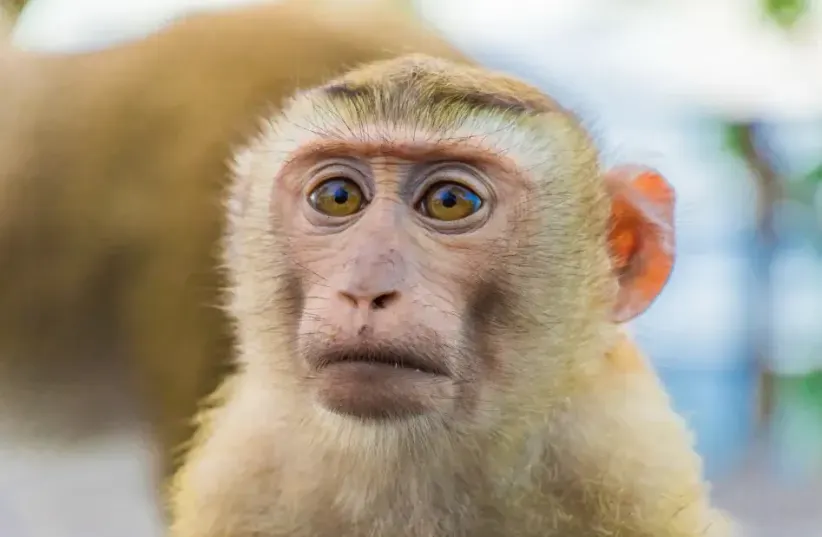  monkey. A promise of quality evidence from the human eye (photo credit: INGIMAGE)