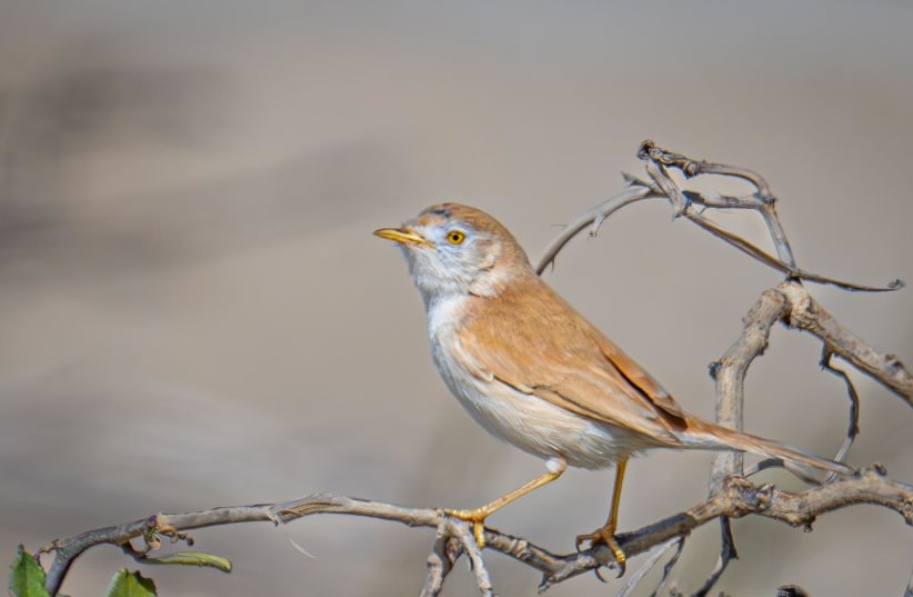 An African desert warbler, spotted in Haifa, March 23, 2024. (photo credit: URIEL LEVY)