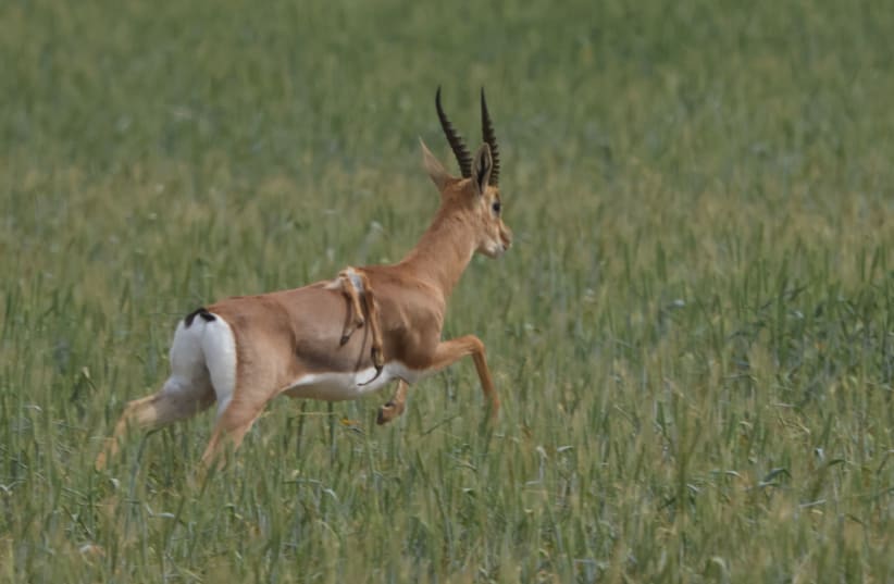  A gazelle with six legs is spotted in Israel's Negev desert (photo credit: Nir Leichter)