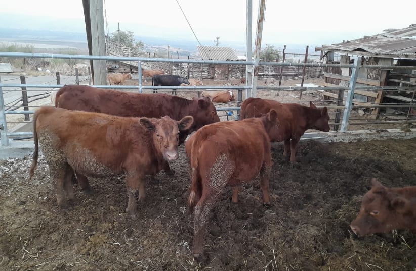  The red heifers brought to Israel from Texas. (photo credit: Courtesy)