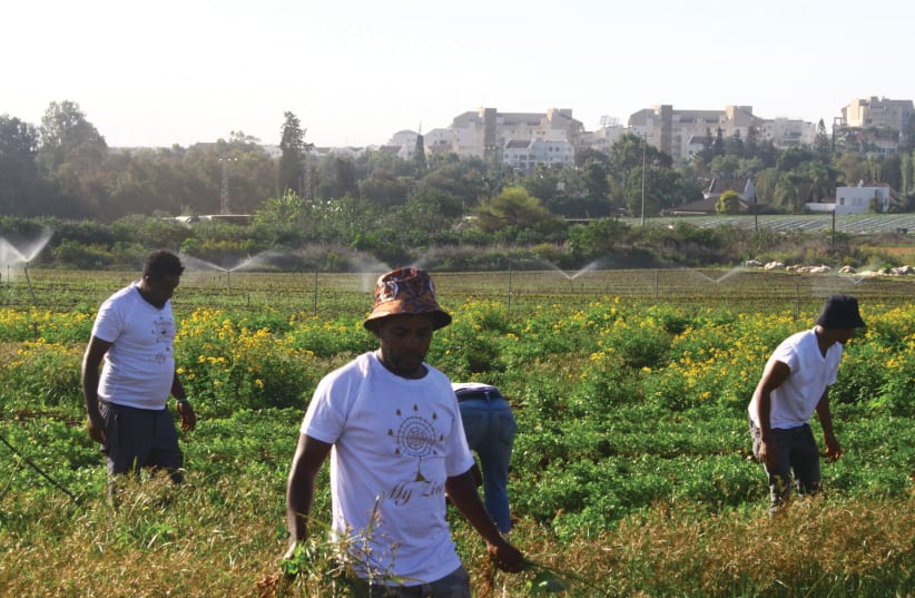  ERITREAN VOLUNTEERS work in Israeli agriculture in a joint project of ARDC and Leket Israel.  (photo credit: ARDC)