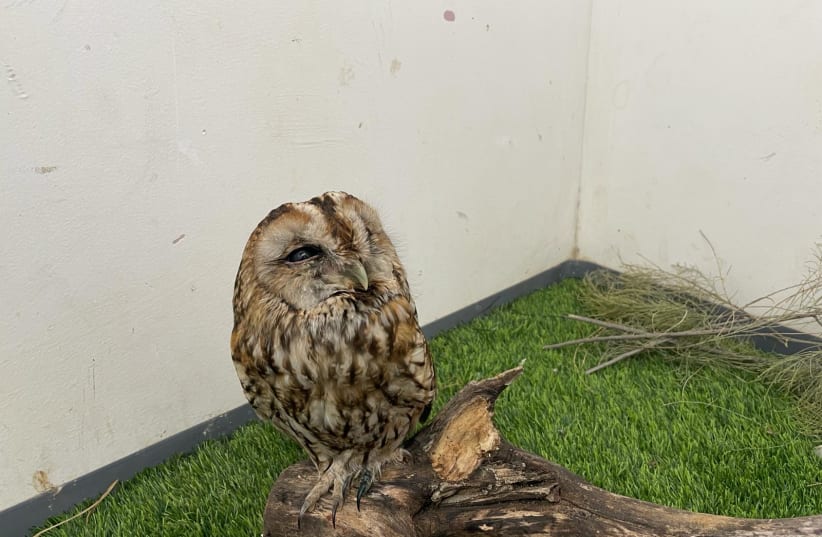  Owl brought for recovery at the Agamon Wildlife Rehabilitation Center (AWRC) in Hula Lake - KKL, April 9, 2024. (photo credit: Agamon Wildlife Rehabilitation Center)