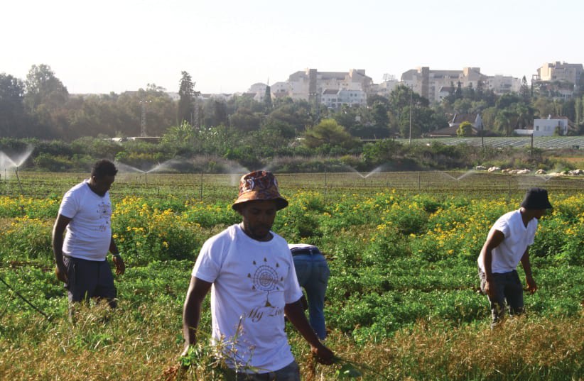  VOLUNTARIOS ERITREOS trabajan en la agricultura israelí en un proyecto conjunto de la ARDC y Leket Israel. (photo credit: ARDC)