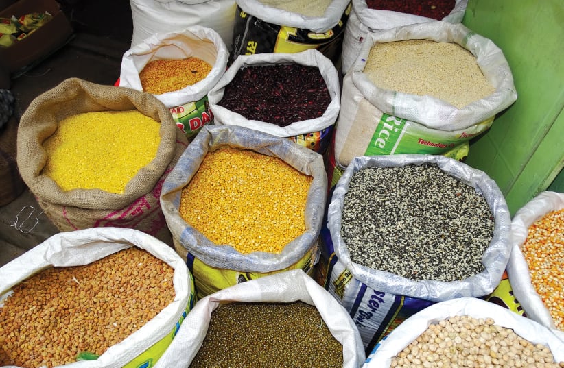  The ‘kitniyot’ designation refers to legumes but now covers a wide range of foodstuffs such as peas, sunflower seeds, rice, and corn. (photo credit: Wikimedia Commons)