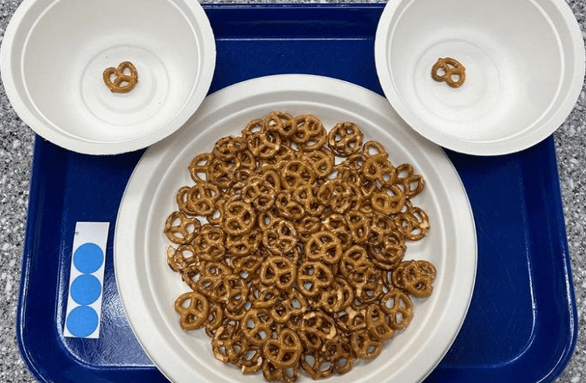  Researchers found that pretzel size affects the consumer's eating rate, with smaller sizes leading to a slower eating speed and smaller bites.   (photo credit: Madeline Harper/Penn State)