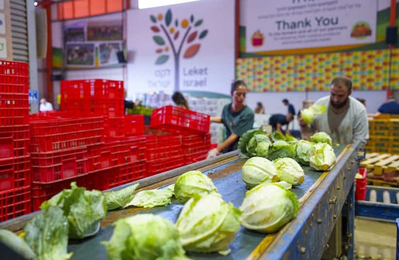  Israelis sorting food and produce with Leket Israel.  (photo credit: AMIR YAKOBY)