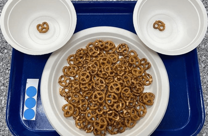  Los investigadores descubrieron que el tamaño de los pretzels influye en el ritmo de ingesta del consumidor, ya que los tamaños más pequeños llevan a una velocidad de ingesta más lenta y a bocados más pequeños. (photo credit: Madeline Harper/Penn State)
