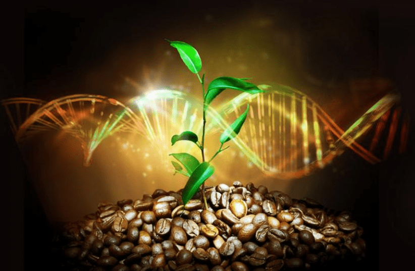 Coffee genome research (photo credit: UNIVERSITY AT BUFFALO)