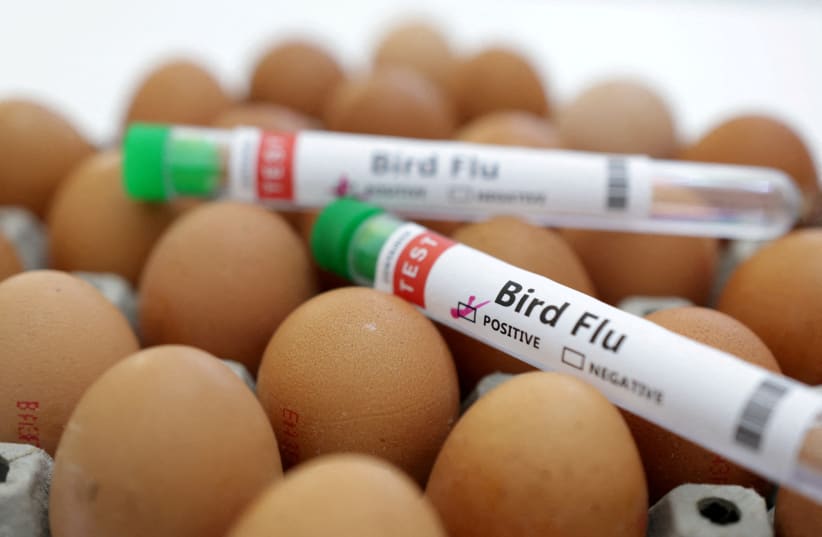  Test tubes labelled "Bird Flu" and eggs are seen in this picture illustration, January 14, 2023. (photo credit: REUTERS/DADO RUVIC/ILLUSTRATION)
