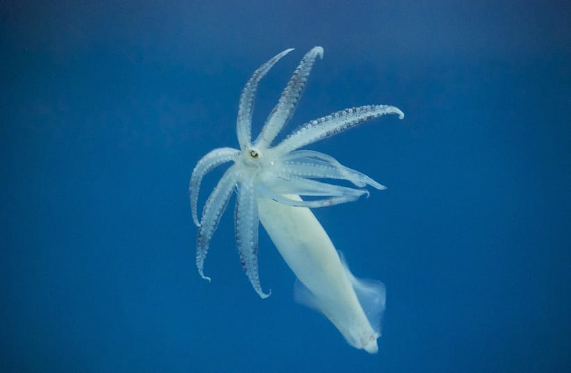  An illustrative photo of a squid. (photo credit: Wikimedia Commons)