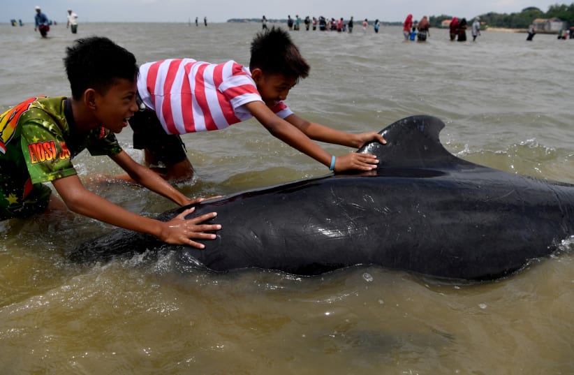 Youths push a short-finned pilot whale (Globicephala macrorhynchus), one of dozens which got stranded at a beach in Bangkalan near Surabaya, East Java province, Indonesia, February 19, 2021 (photo credit: Antara Foto/Zabur Karuru via REUTERS)