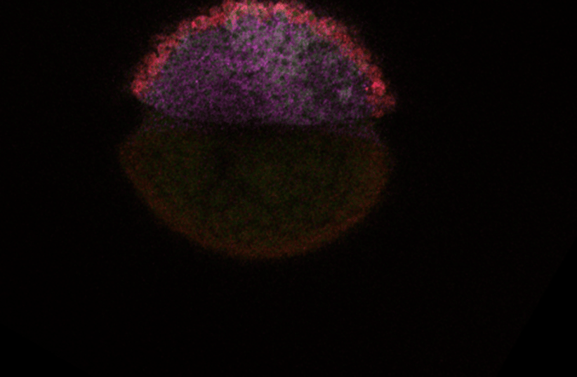  Label injected into the zebrafish embryos at the one-cell stage which is incorporated into zygotic mRNA, while pre-existing maternal mRNA remains unlabeled. (photo credit: HEBREW UNIVERSITY)