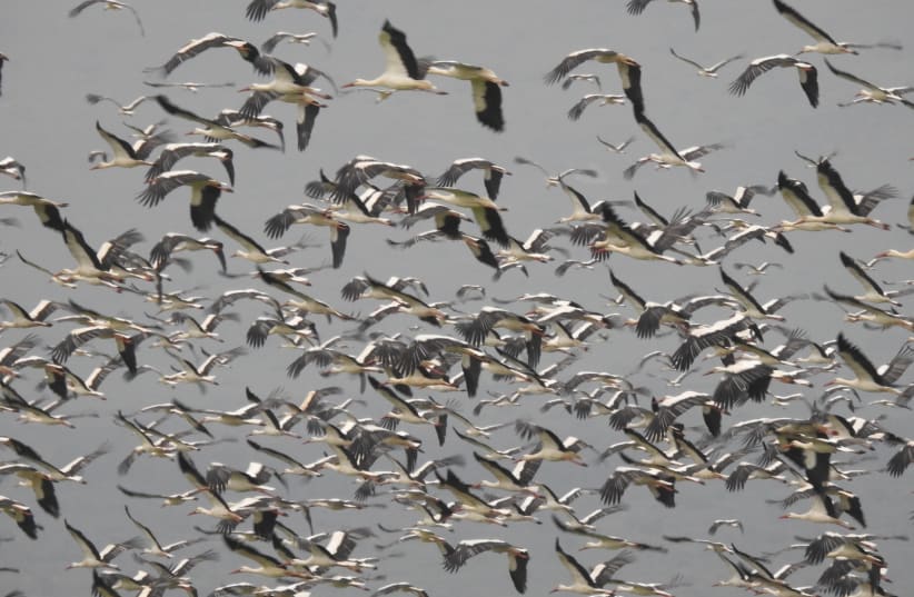   Migratory birds take flight. May, 2024. (photo credit: Inbar Shlomit Rubin, KKL-JNF)