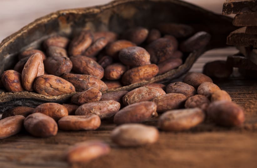  Cocoa beans (photo credit: ING IMAGE)