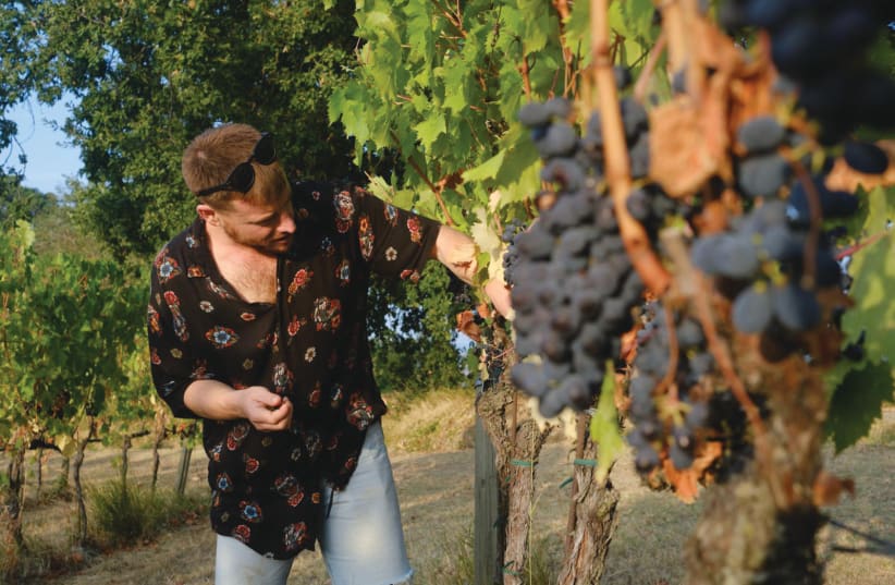 KIBBUTZ BE’ERI’S winemaker checks grapes in the vineyard (photo credit: COURTESY KIBBUTZ BEERI)