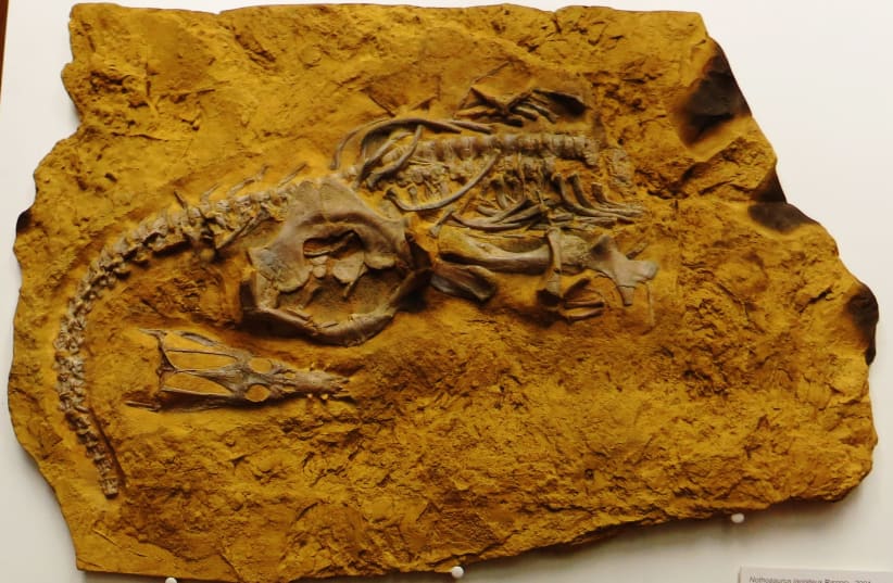  Fossil of a nothosaurus, 2017. (photo credit: Wikimedia Commons)