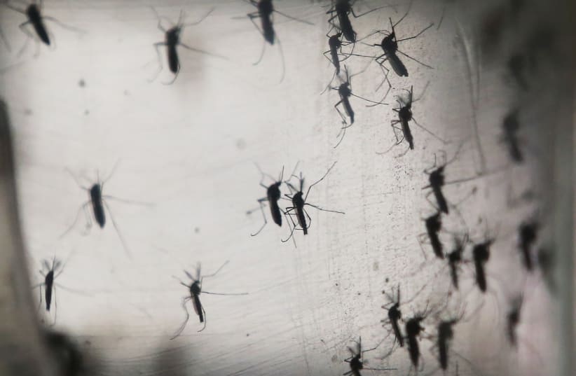  Aedes aegypti mosquitos are seen in a lab at the Fiocruz institute on January 26, 2016 in Recife, Pernambuco state, Brazil. (photo credit: Mario Tama/Getty Images)