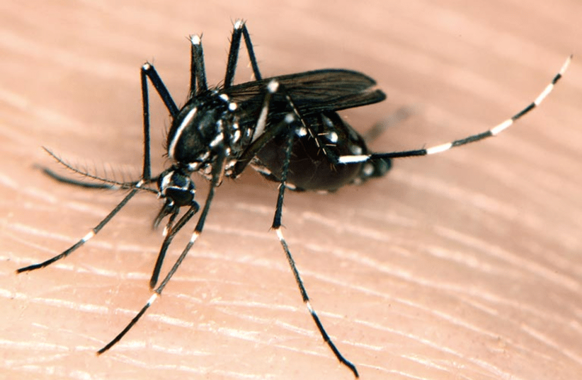  Asian Tiger Mosquito, Maryland, United States (photo credit: Wikimedia Commons)