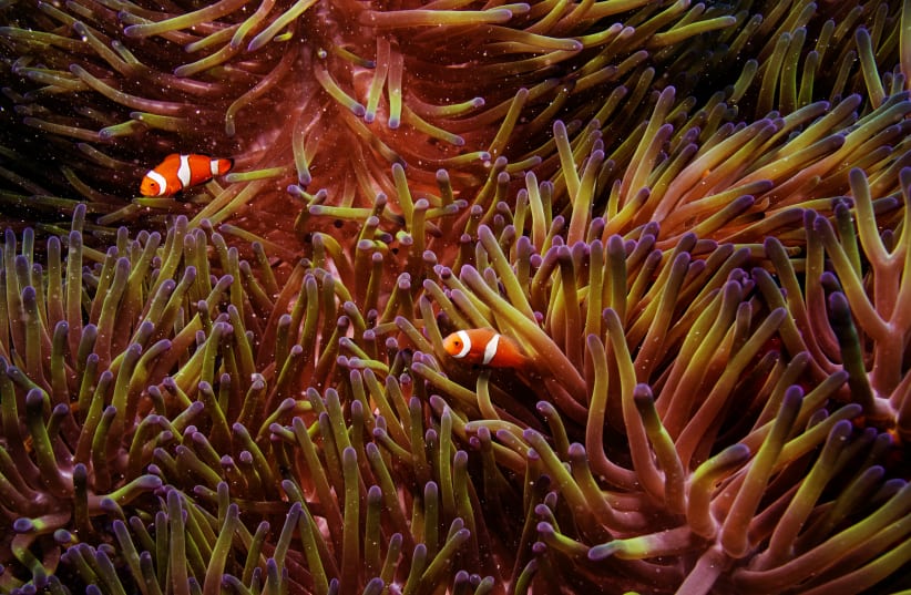  Two clownfish swim inside of a sea anemone in the Great Barrier Reef off the coast of Cairns, Australia October 26, 2019. (photo credit: REUTERS/LUCAS JACKSON)