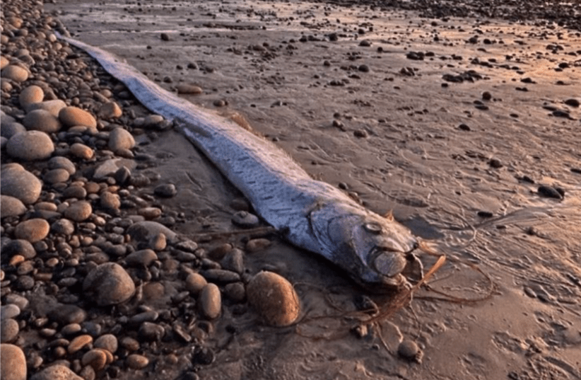 Two “doomsday fish” spotted on California beaches in less than three ...