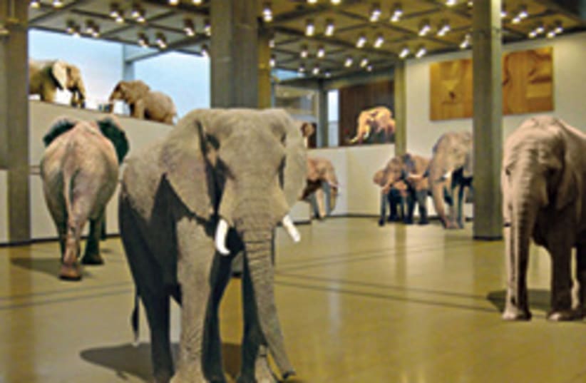 benny efrat elephants (photo credit: )