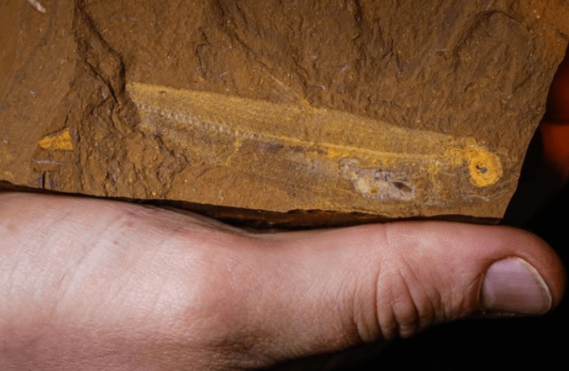  15 Million year old fish fossil with preserved stomach contents. (photo credit: Salthy Dingo)