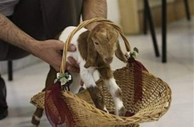 iran cloned goat 248.88 ap (photo credit: AP)