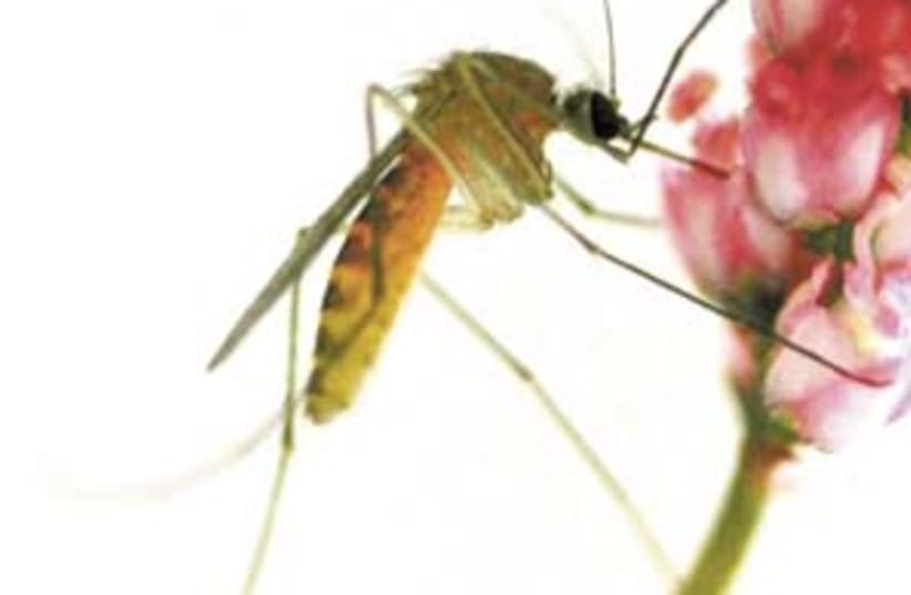 mosquito 298 (photo credit: Cunter Muller/ Hebrew University)