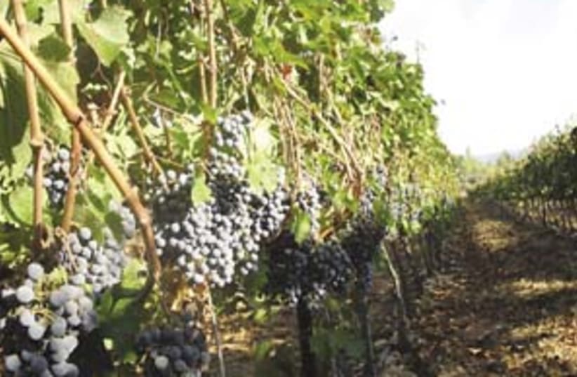 grove grapes 298  (photo credit: Ofer Zemach)