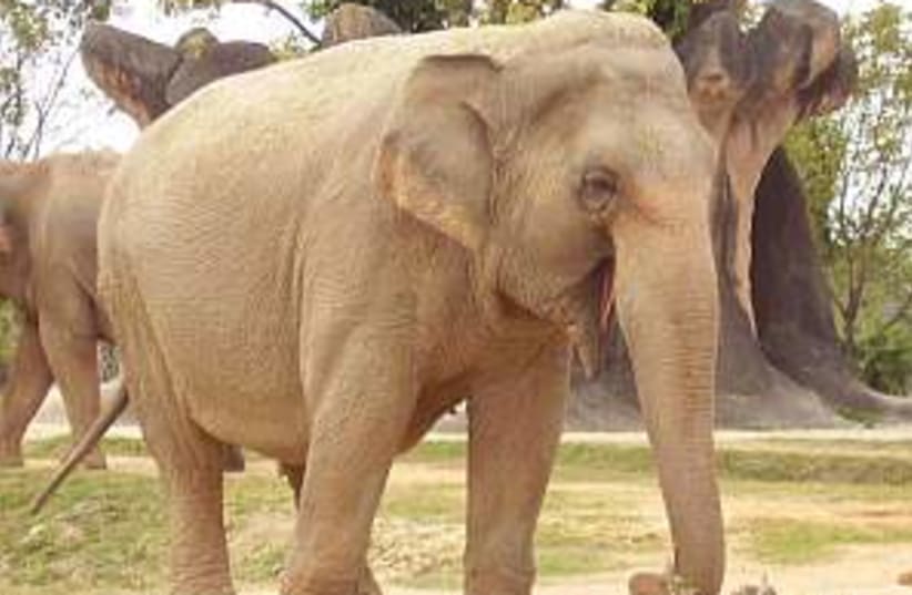 african elephant 298.88 (photo credit: Courtesy)