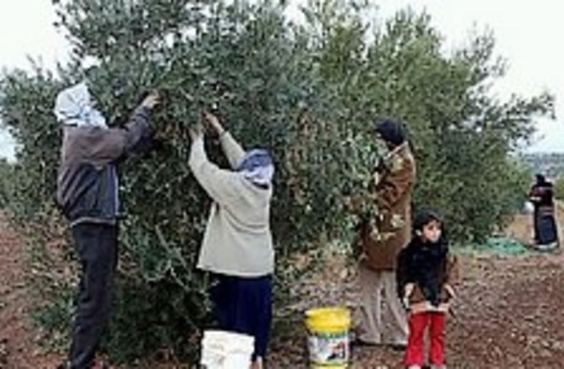 olive harvesters 224 88  (photo credit: Ariel Jerozolimski)