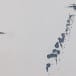 Humanitarian aid falls through the sky towards the Gaza Strip after being dropped from an aircraft, amid the ongoing conflict between Israel and the Palestinian Islamist group Hamas, as seen from Israel, March 29, 2024.