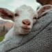 Man carrying a goat (illustrative) 
