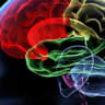 An image of the human brain