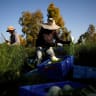 Thai workers collect freshly harvested fennel near Kibbutz Alumim in southern Israel