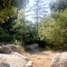 HANITA FOREST